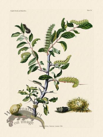 Wilkes Butterflies 070